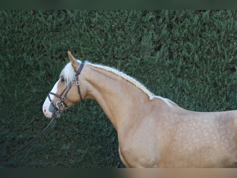 Lusitanien Croisé Étalon 8 Ans 170 cm Perle in La Rinconada