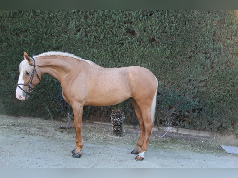 Lusitanien Croisé Étalon 8 Ans 170 cm Perle in La Rinconada