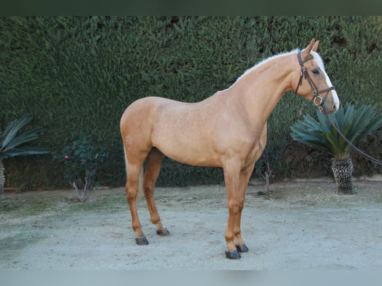 Lusitanien Croisé Étalon 8 Ans 170 cm Perle in La Rinconada