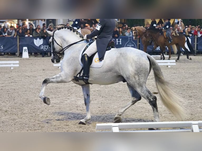 Lusitanien Étalon 8 Ans 175 cm Gris in NAVAS DEL MADRONO