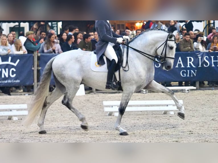 Lusitanien Étalon 8 Ans 175 cm Gris in NAVAS DEL MADRONO