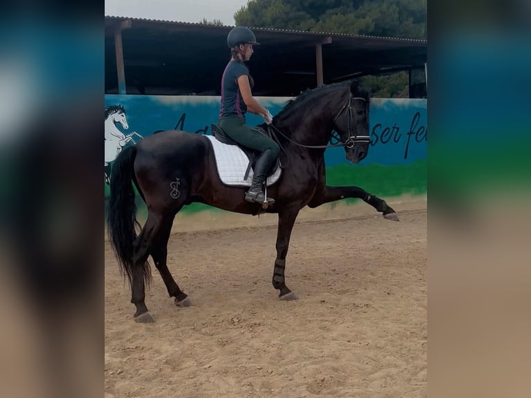Lusitanien Étalon 8 Ans 176 cm Noir in Alicante/Alacant