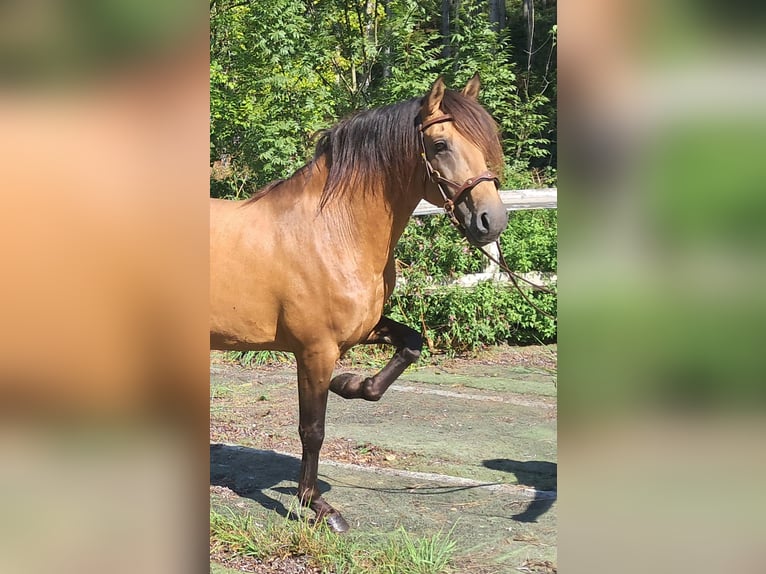 Lusitanien Étalon 9 Ans 150 cm Isabelle in Bayerbach