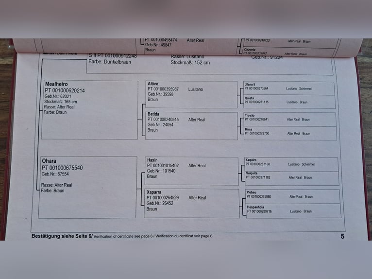 Lusitanien Étalon 9 Ans 150 cm Isabelle in Bayerbach