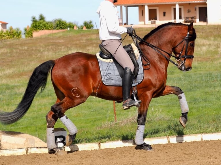 Lusitanien Étalon 9 Ans 159 cm Bai in Navas Del Madroño