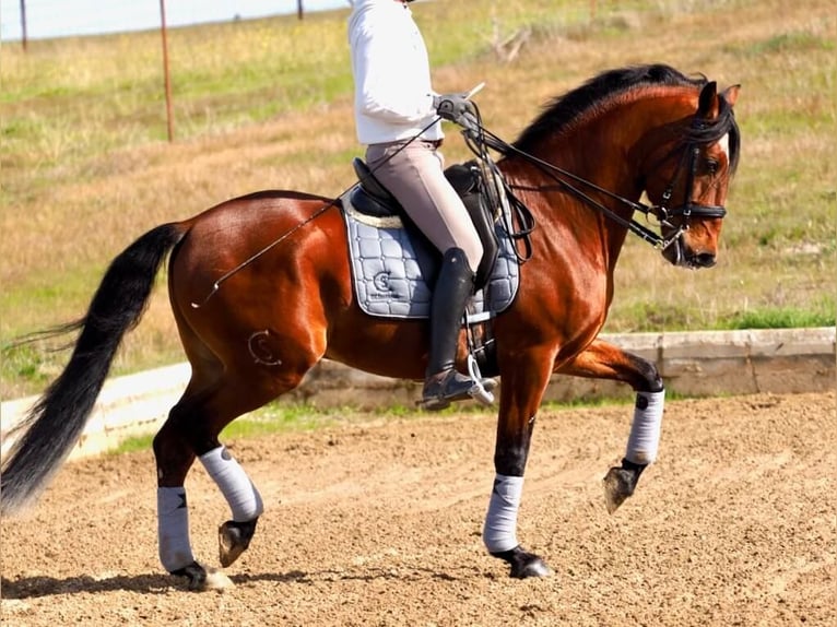 Lusitanien Étalon 9 Ans 159 cm Bai in Navas Del Madroño