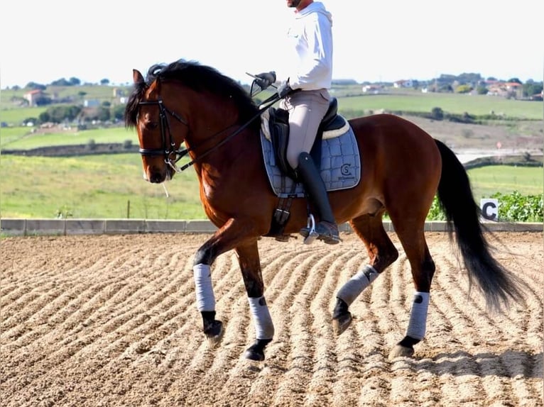 Lusitanien Étalon 9 Ans 159 cm Bai in Navas Del Madroño