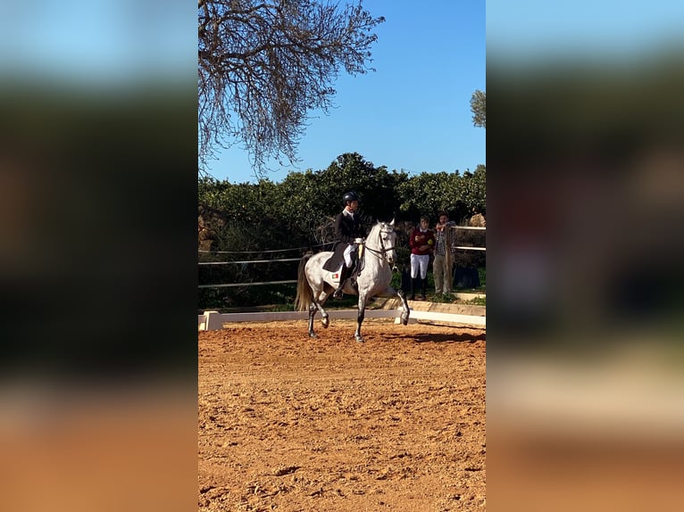 Lusitanien Étalon 9 Ans 161 cm Gris in Pera