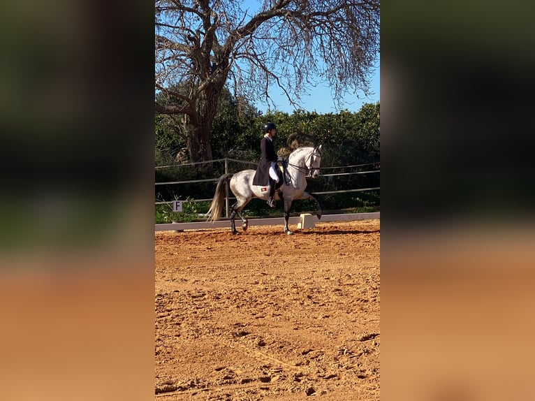 Lusitanien Étalon 9 Ans 161 cm Gris in Pera