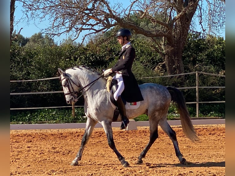 Lusitanien Étalon 9 Ans 161 cm Gris in Pera