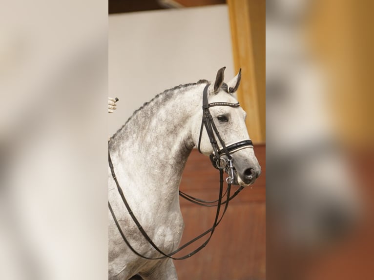 Lusitanien Étalon 9 Ans 161 cm Gris in Pera