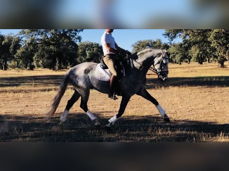 Lusitanien Étalon 9 Ans 161 cm Gris in Talarrubias