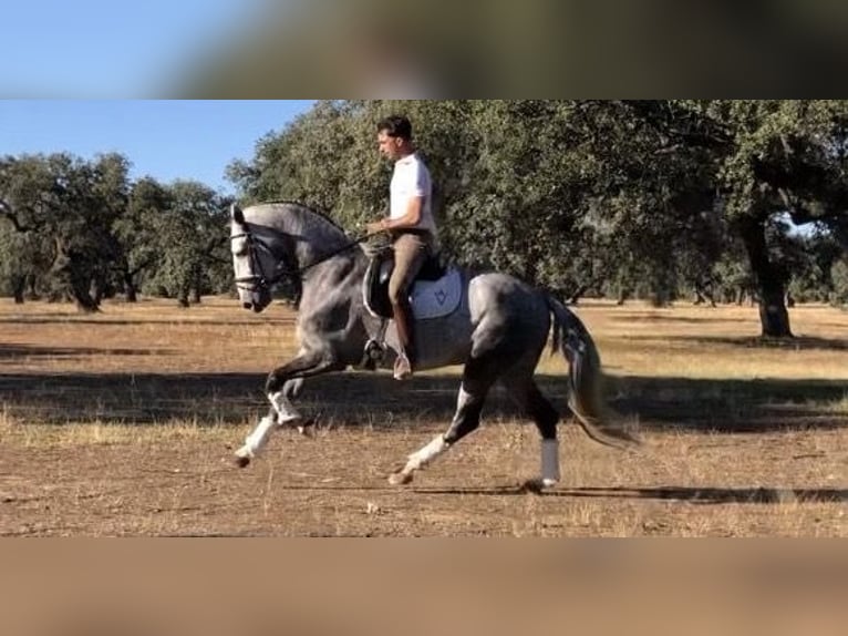 Lusitanien Étalon 9 Ans 161 cm Gris in Talarrubias