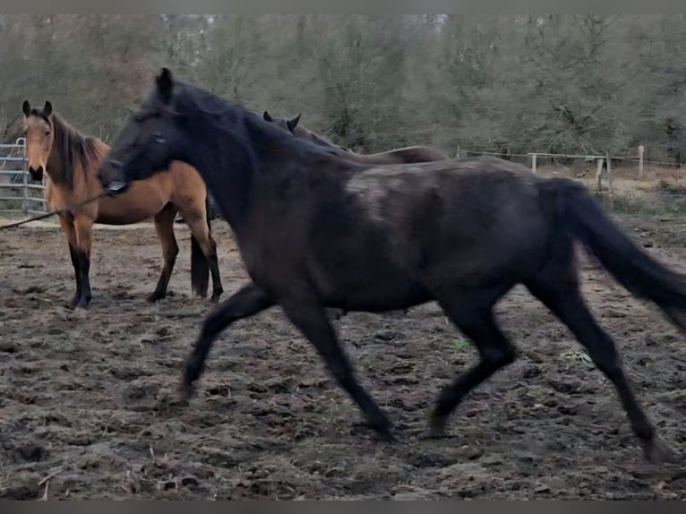 Lusitanien Étalon 9 Ans 162 cm Noir in Gent