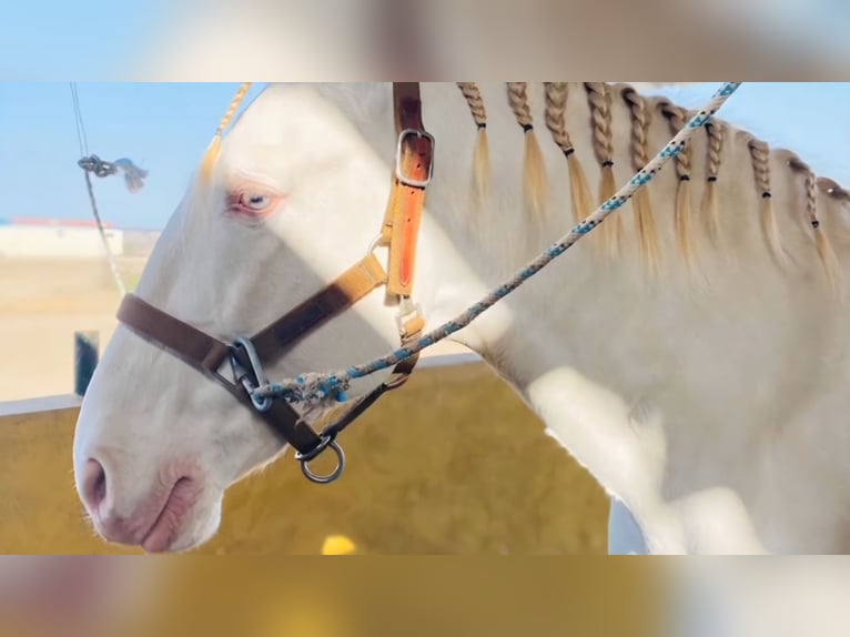 Lusitanien Étalon 9 Ans 163 cm Cremello in Ermelo