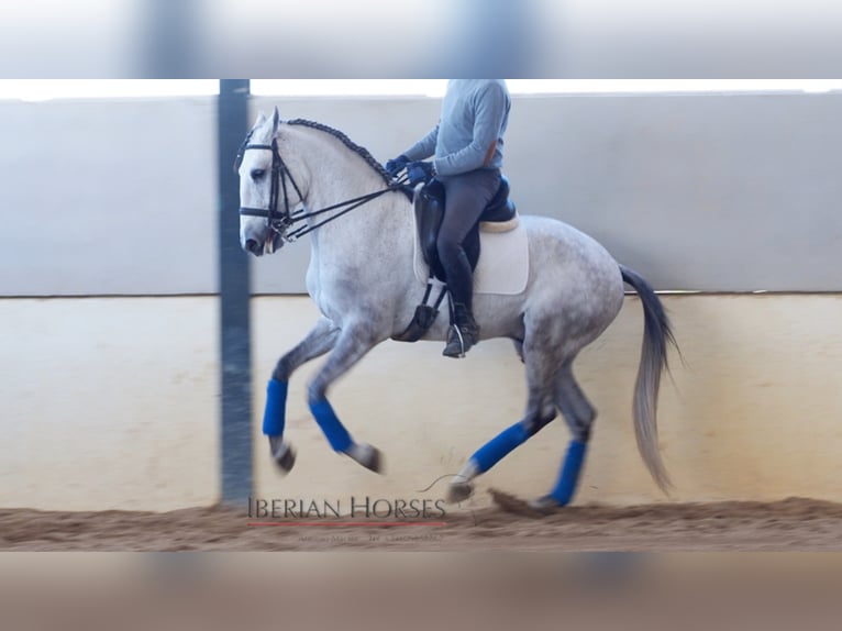 Lusitanien Étalon 9 Ans 163 cm Gris in NAVAS DEL MADRONO