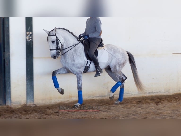 Lusitanien Étalon 9 Ans 163 cm Gris in NAVAS DEL MADRONO