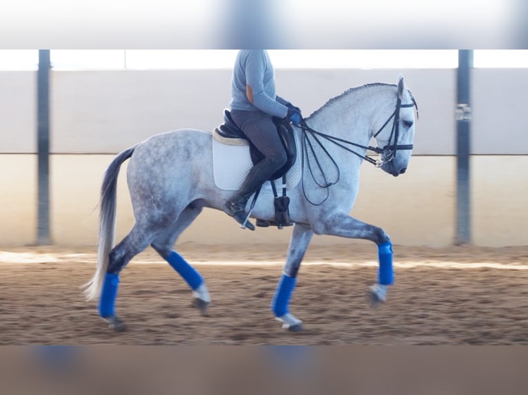 Lusitanien Étalon 9 Ans 163 cm Gris in NAVAS DEL MADRONO