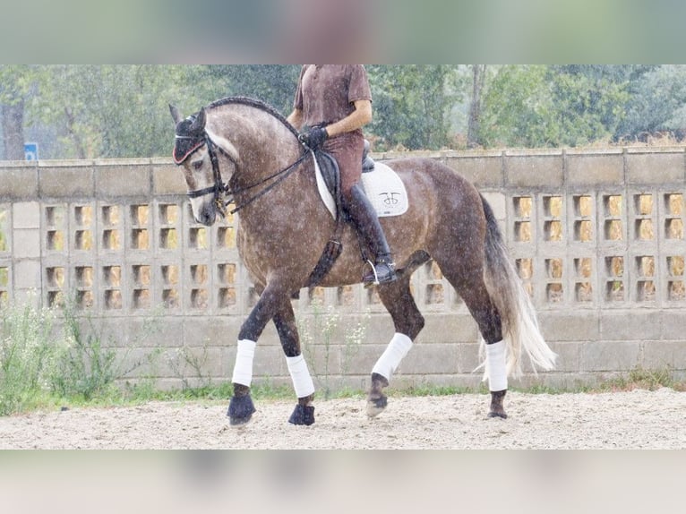 Lusitanien Étalon 9 Ans 164 cm Gris in NAVAS DEL MADRONO