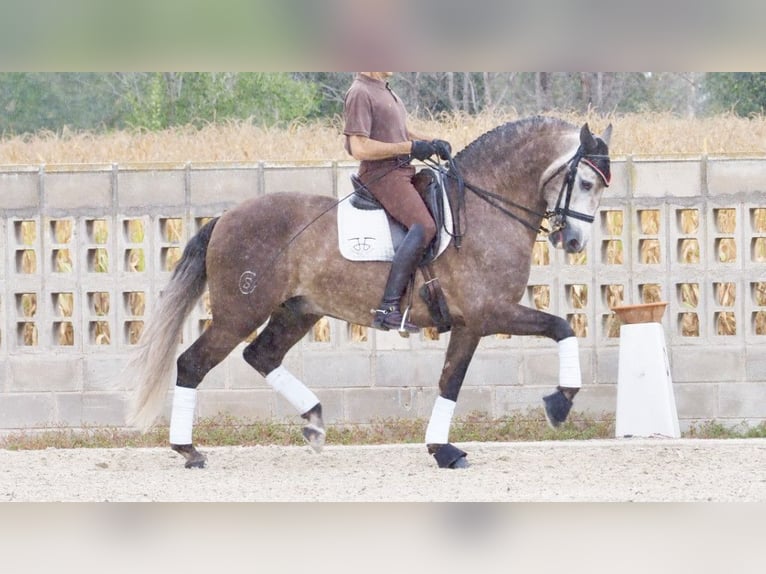 Lusitanien Étalon 9 Ans 164 cm Gris in NAVAS DEL MADRONO