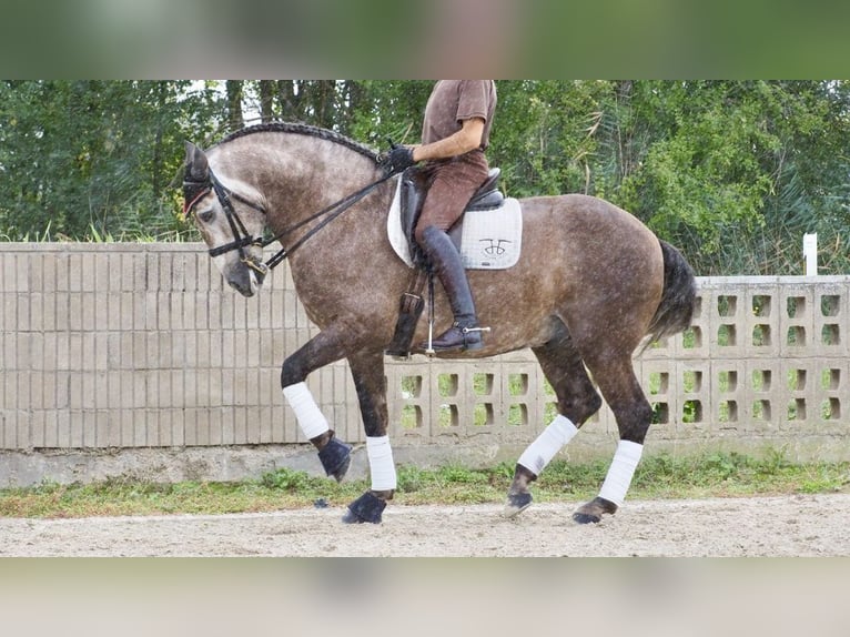 Lusitanien Étalon 9 Ans 164 cm Gris in NAVAS DEL MADRONO