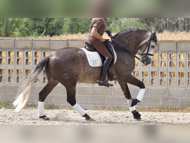 Lusitanien Étalon 9 Ans 164 cm Gris in NAVAS DEL MADRONO