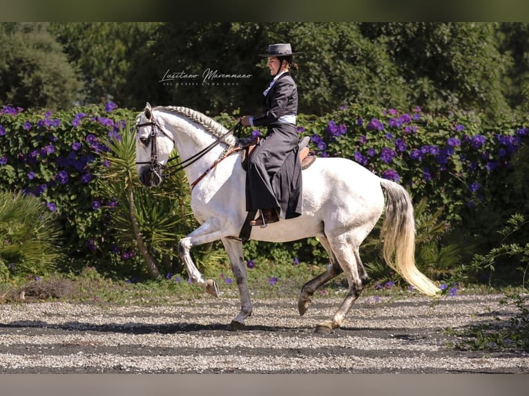 Lusitanien Étalon 9 Ans 166 cm Gris in Rio Maior