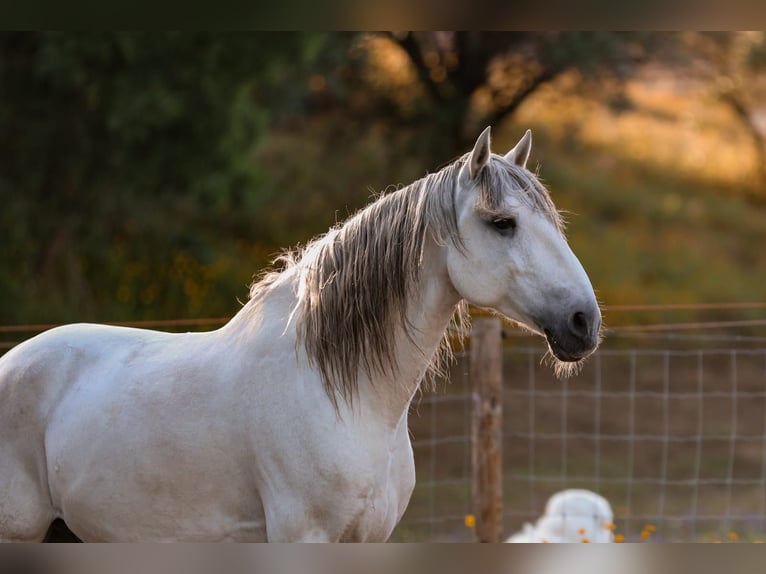 Lusitanien Étalon 9 Ans 166 cm Gris in Rio Maior