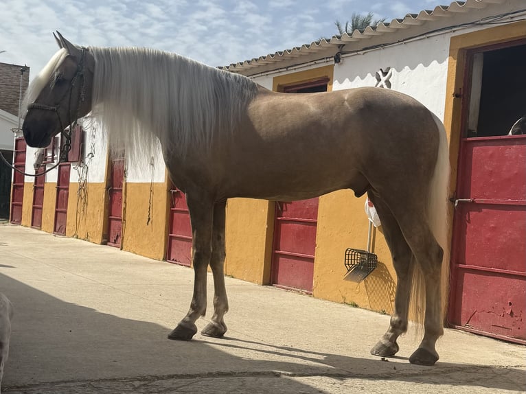 Lusitanien Croisé Étalon 9 Ans 167 cm Palomino in Cadiz