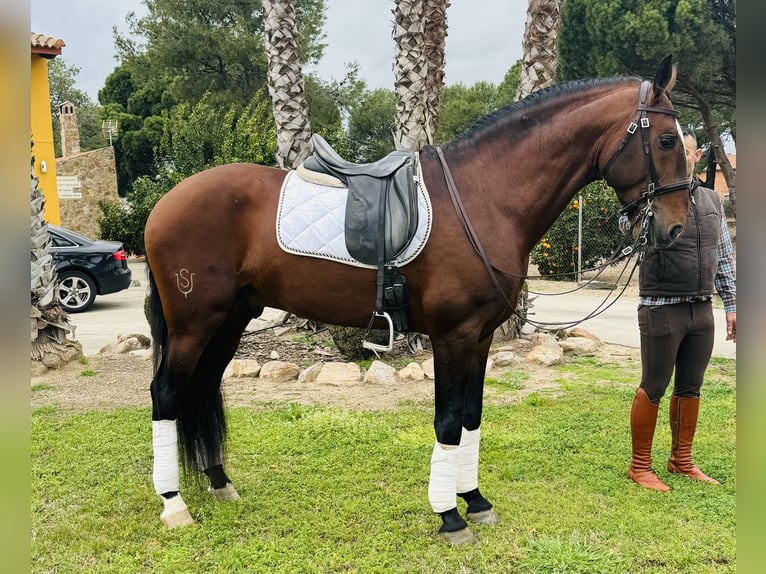 Lusitanien Étalon 9 Ans 168 cm Bai brun in Talarrubias