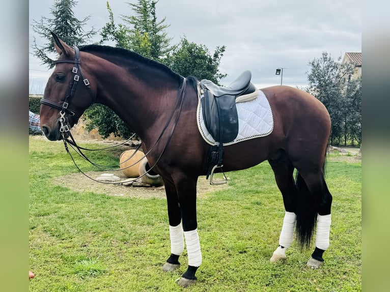 Lusitanien Étalon 9 Ans 168 cm Bai brun in Talarrubias