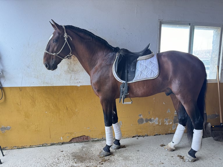 Lusitanien Étalon 9 Ans 168 cm Bai brun in Talarrubias