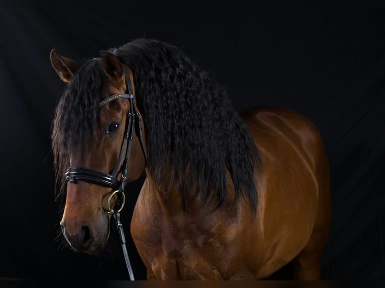 Lusitanien Croisé Étalon 9 Ans 168 cm Bai in Ludwigsfelde