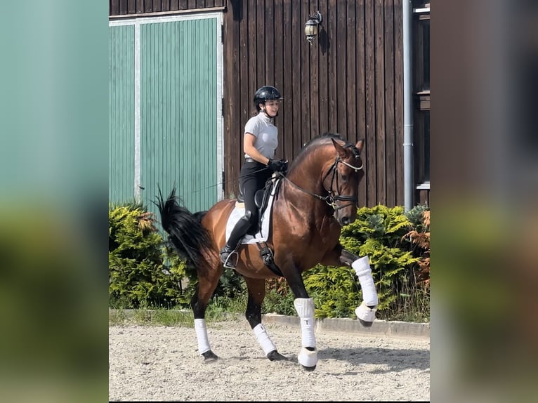 Lusitanien Croisé Étalon 9 Ans 168 cm Bai in Ludwigsfelde