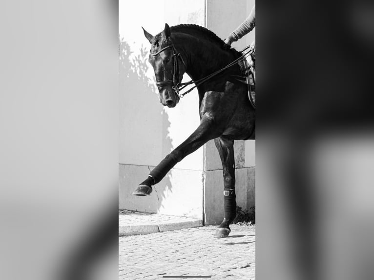 Lusitanien Étalon 9 Ans 170 cm Buckskin in TROFA