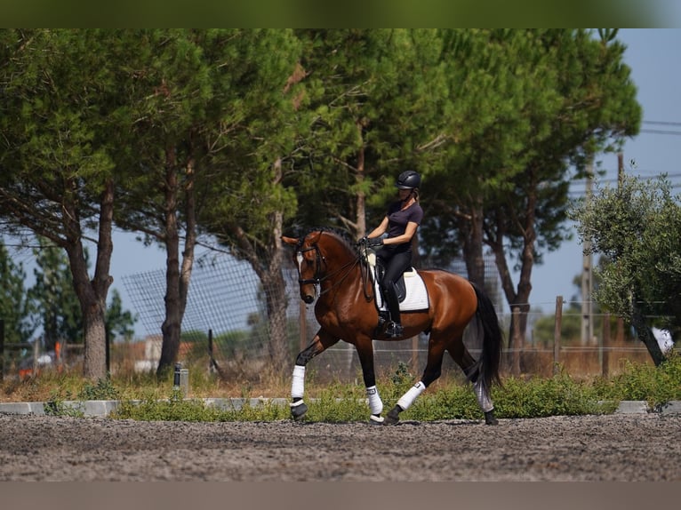 Lusitanien Étalon Bai cerise in Água Derramada