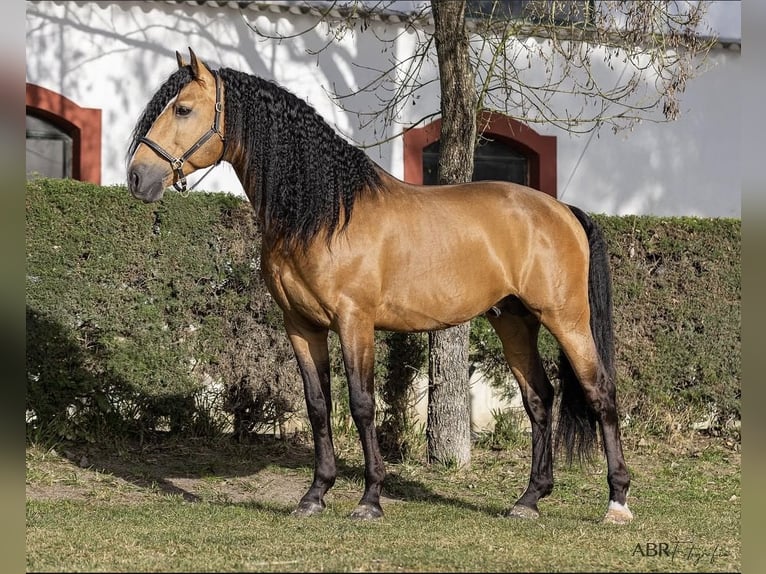 Lusitanien Étalon Buckskin in Konstanz