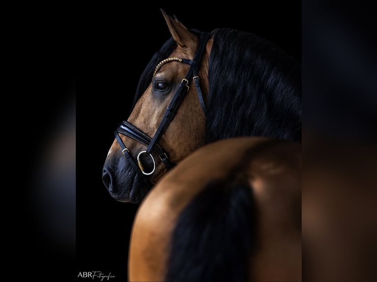 Lusitanien Étalon Buckskin in Konstanz
