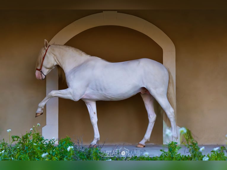 Lusitanien Étalon Cremello in Châteauneuf-de-Gadagne