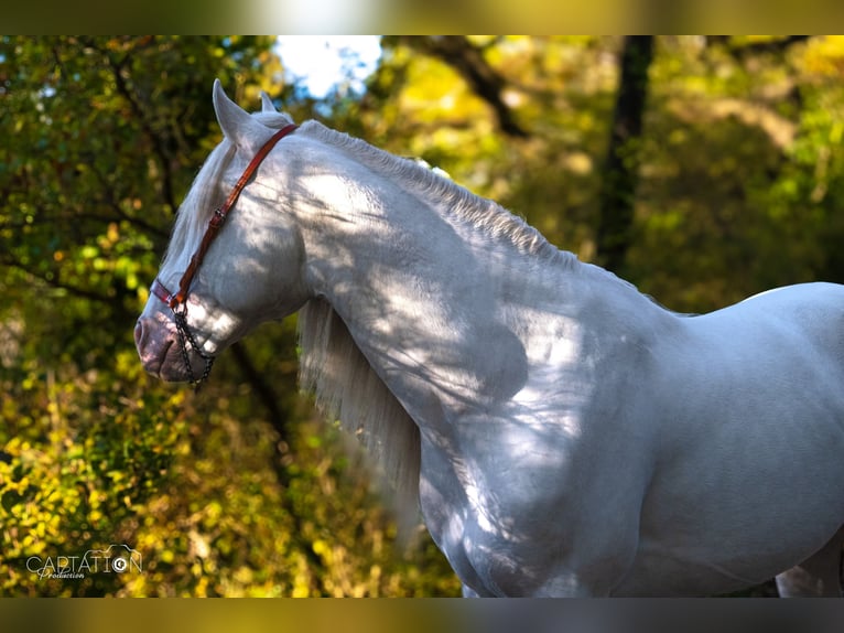 Lusitanien Étalon Cremello in Châteauneuf-de-Gadagne