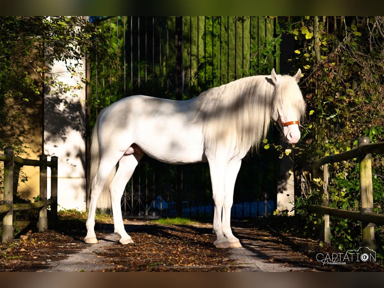 Lusitanien Étalon Cremello in Châteauneuf-de-Gadagne