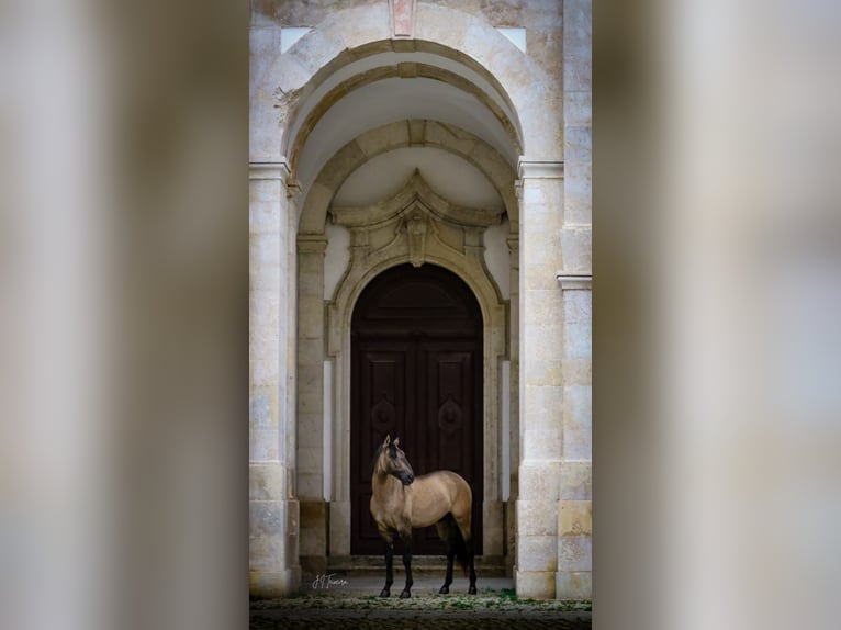 Lusitanien Étalon Isabelle in Rio Maior