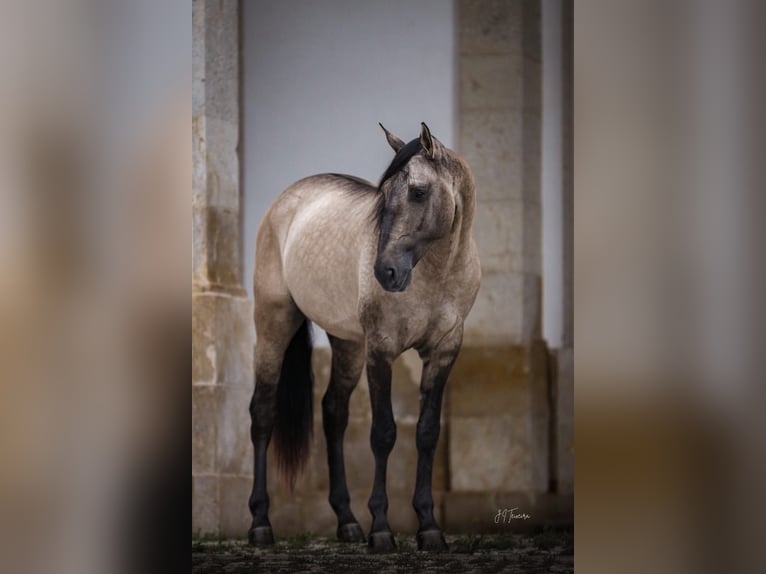 Lusitanien Étalon Isabelle in Rio Maior