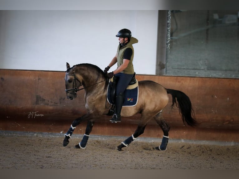 Lusitanien Étalon Isabelle in Rio Maior