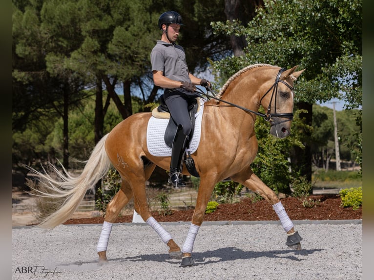 Lusitanien Étalon Palomino in Santo Estêvão