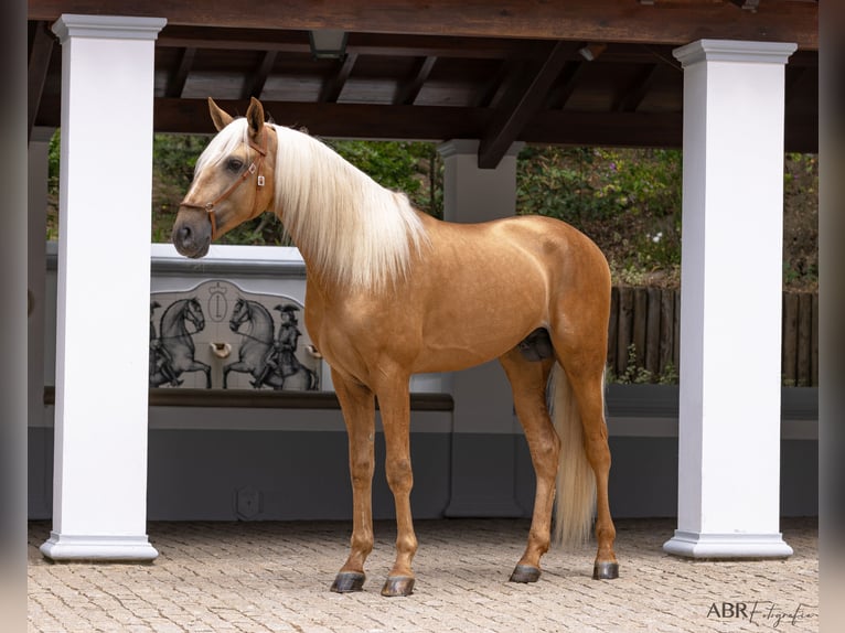 Lusitanien Étalon Palomino in Santo Estêvão