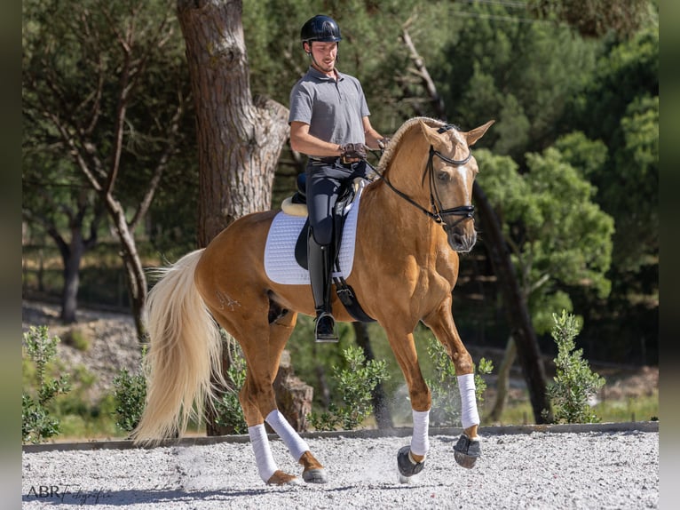 Lusitanien Étalon Palomino in Santo Estêvão