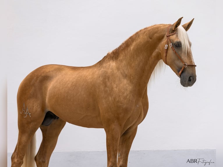 Lusitanien Étalon Palomino in Santo Estêvão