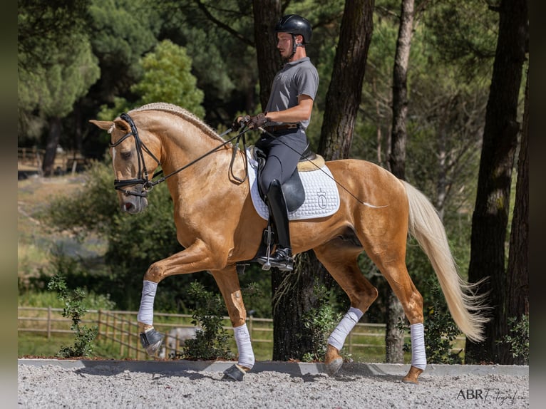 Lusitanien Étalon Palomino in Santo Estêvão