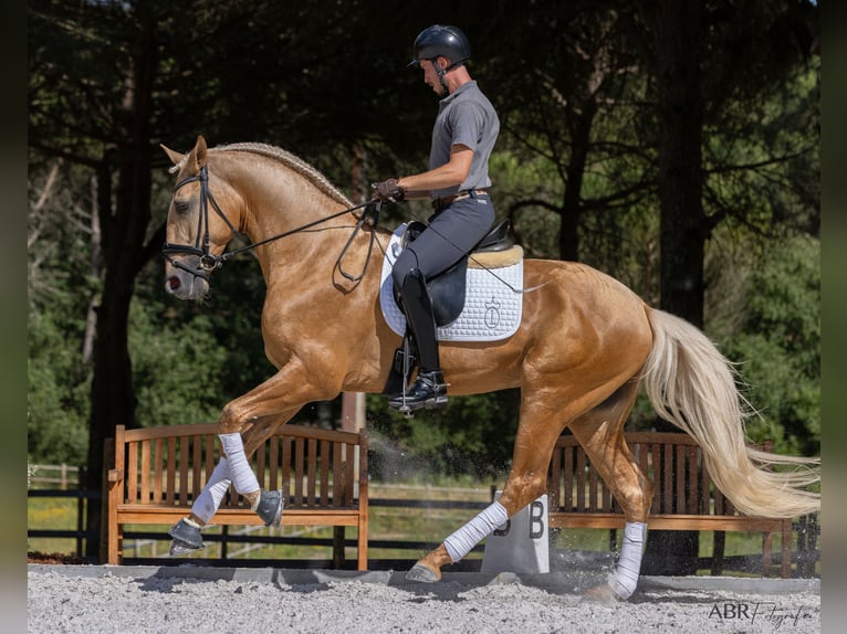 Lusitanien Étalon Palomino in Santo Estêvão